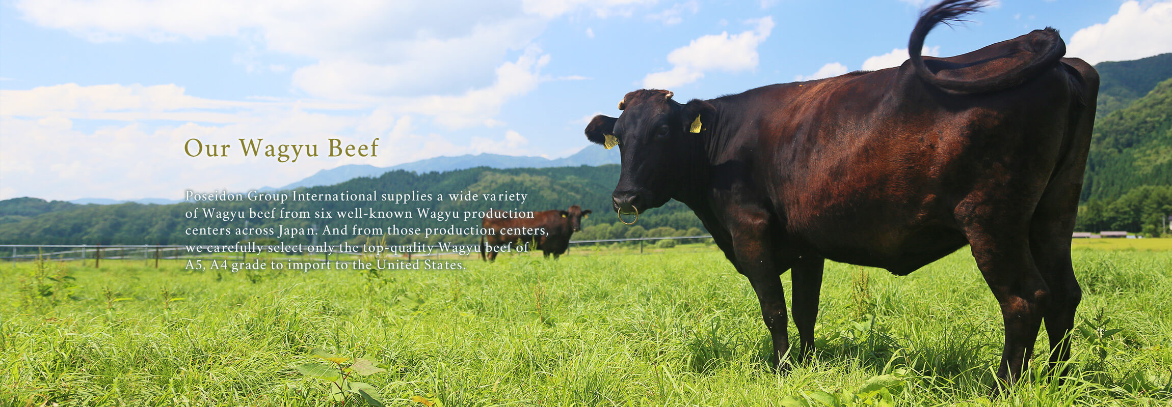 Our Wagyu Beef Poseidon Group International supplies a wide variety
of Wagyu beef from six well-known Wagyu production centers across Japan. And from those production centers, we carefully select only the top-quality Wagyu beef of A5, A4 grade to import to the United States.