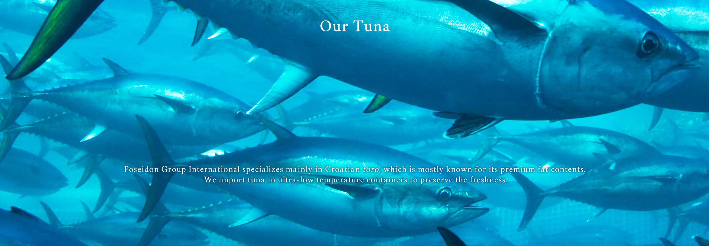 Our Tuna Poseidon Group International specializes mainly in Croatian toro, which is mostly known for its premium fat contents. We import tuna in ultra-low temperature containers to preserve the freshness.